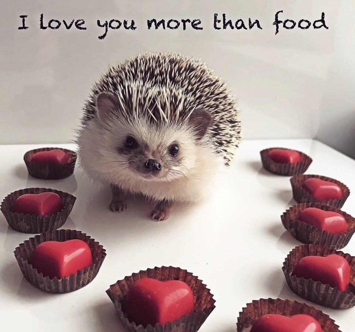 daily__hedgehog's tweet image. Tuesday 14th February, 2023