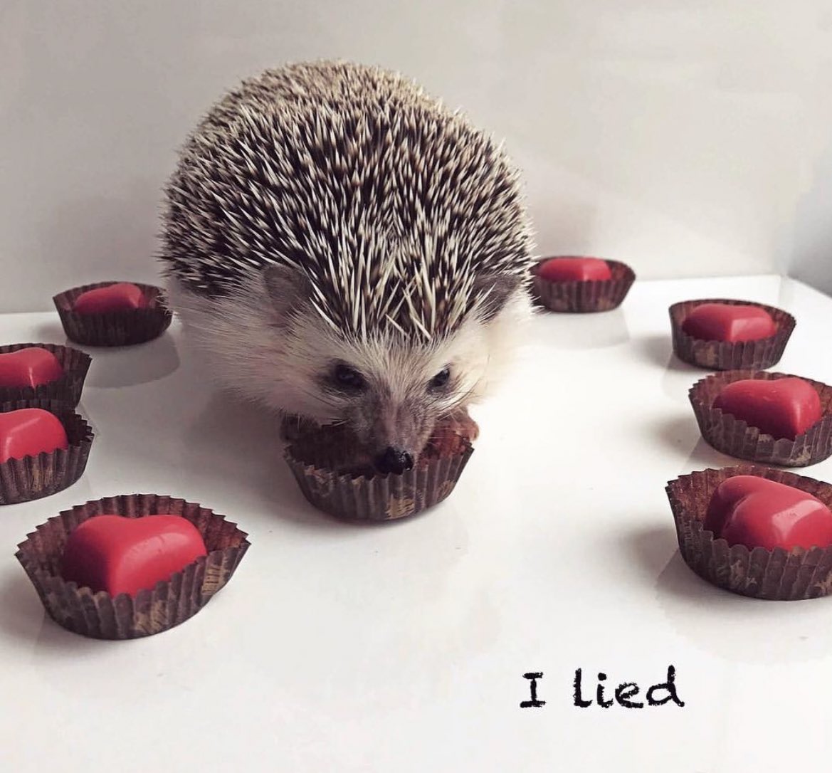 daily__hedgehog's tweet image. Tuesday 14th February, 2023