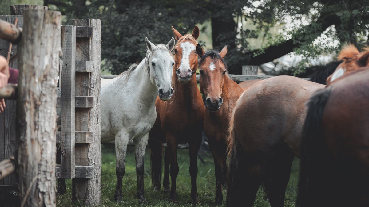 ❤️ ❤️ ❤️ Who loves a New Forest Pony? 🤗 Commoners love and care for their animals all year round. 🙏 Please help protect them by driving carefully on the roads and not approaching, feeding or petting them. #NewForest #Passwideandslow #lookdonttouch