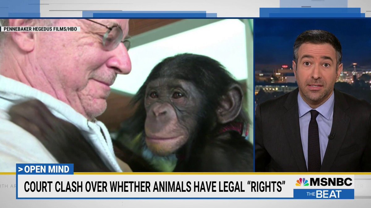 Do you think animals should have lawyers? 🤔

“Open Mind” is a new series tackling novel ideas that may, or may not, become “normal” in the future. Find the full segment here:

youtube.com/watch?v=8pB-8h…