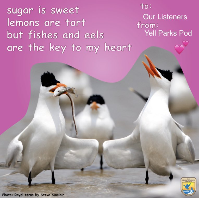 Happy Valentine’s Day to all our lovely listeners, sending you fishes and eels galore! 💖🐟