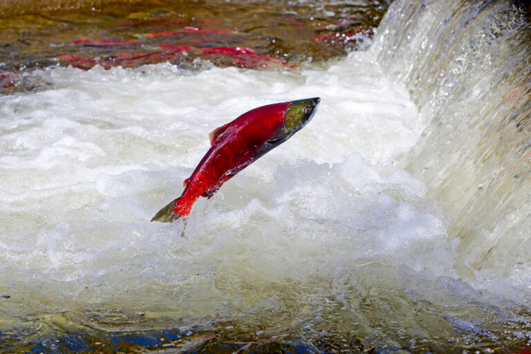 idconservation's tweet photo. In 1992, a salmon dubbed "Lonesome Larry" returned to his home at Redfish Lake after an incredible 900+ mile journey from the Pacific Ocean.

As the only sockeye to have made it back, he helped save the legacy of his species in this iconic area.

https://t.co/RgWmHeRfyf https://t.co/LRB3f8qi2L
