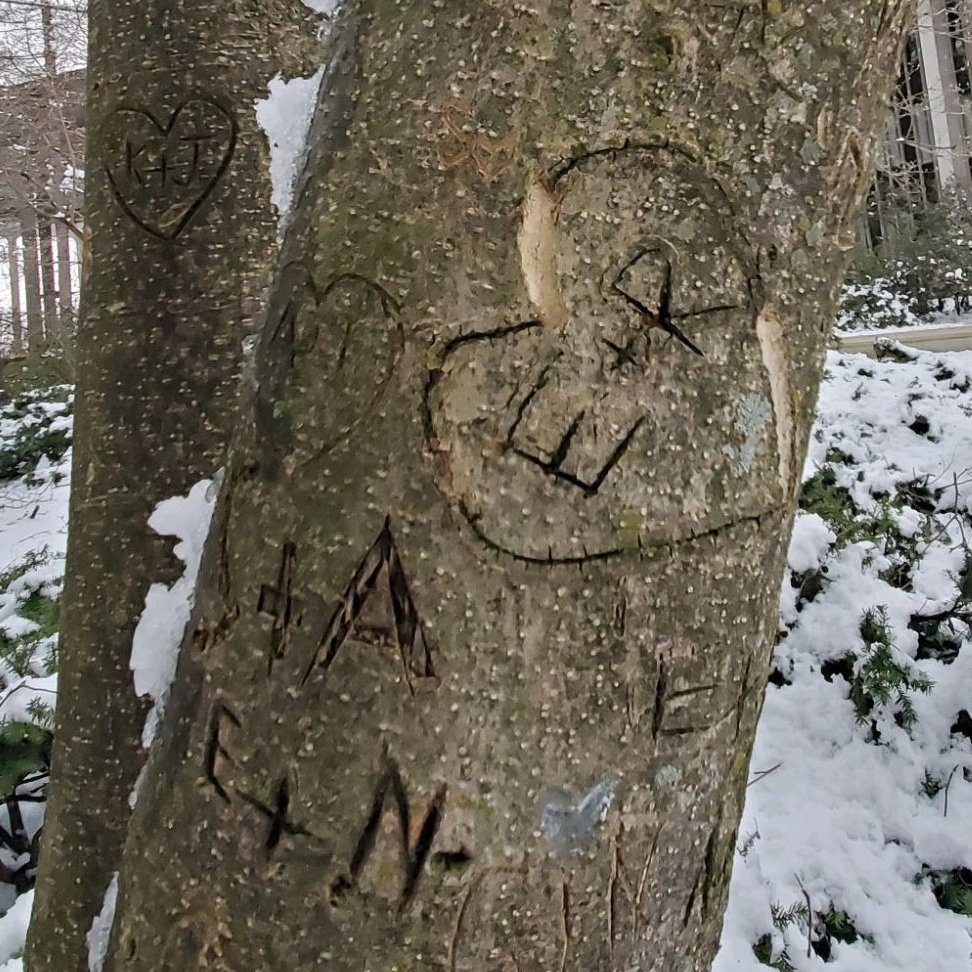 NYSDEC's tweet photo. Carving initials into a tree is a #romanticfail—it damages the bark and makes trees vulnerable to diseases and insects, and limits life-sustaining transport of nutrients. 😭

Learn more: https://t.co/PssVNzbrRj 

#LeaveNoTraceTuesday @leavenotrace https://t.co/DI5qUaKYuv