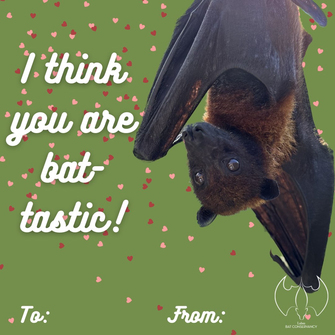 BatConservancy's tweet photo. Happy Valentine’s Day!! ♥️🦇♥️ https://t.co/PtsVhBGTjB