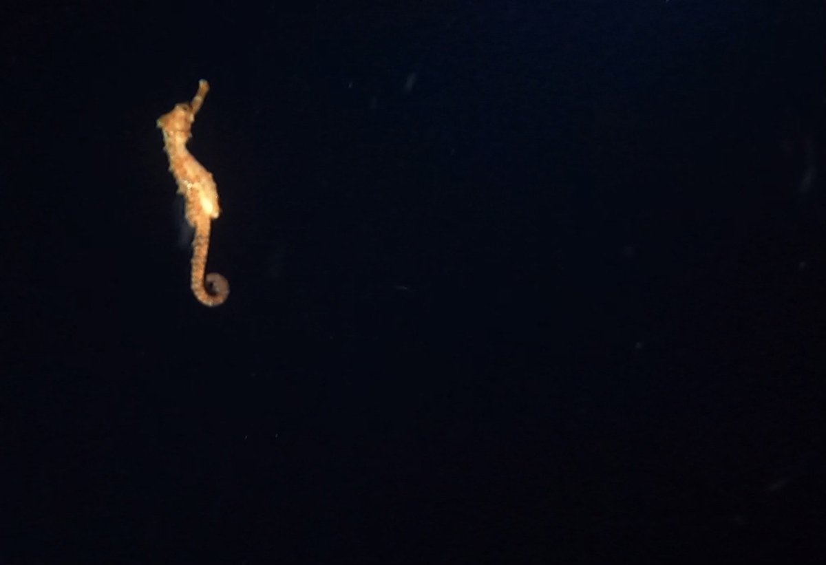 dive_aaron's tweet photo. Seahorse spotted on the Oahu Blackwater Abyss dive! 😍
.
.
#scuba #scubadiving #padi #blackwater #abyss #nightdiving #diving #hawaii #oahu #seahorse #underwater #underwaterphotography #photography #underwaterworld https://t.co/GqrhXoA7LA