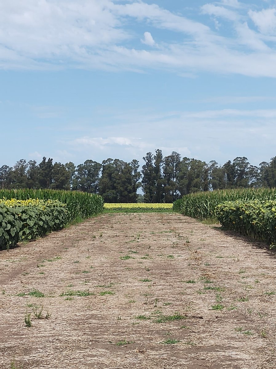 Los ensayos de maíz, girasol y soja de nuestra Chacra están en su mejor momento para visitarlos.

🤳 Escribinos y vení a conocerlos 223 680-5657