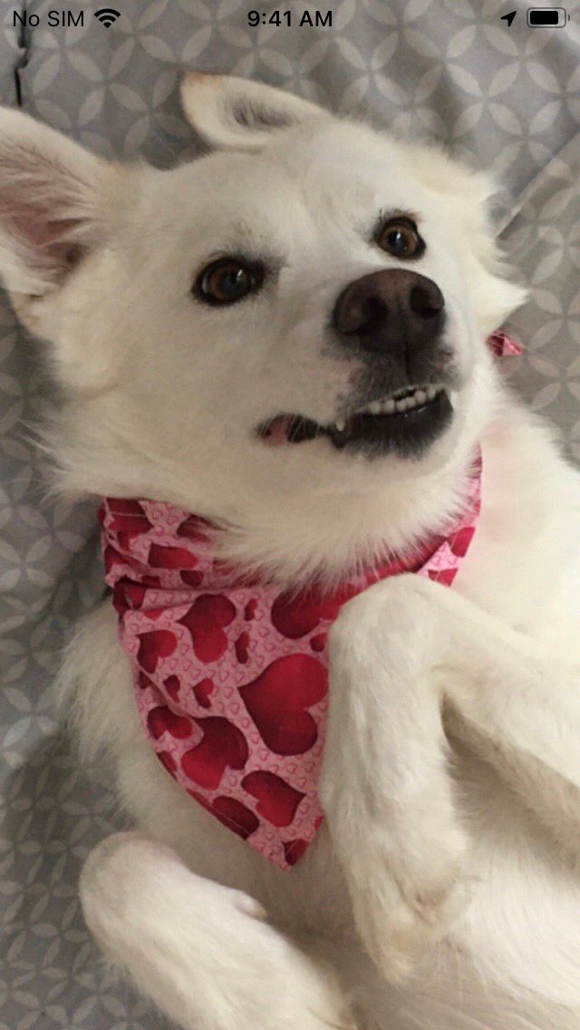 <a href="/KristaFagan/">Krista</a> @BeKind4Stella  Happy Valentines Day from Flynn Cooper Morty and Blizzard all the BMC pups 💕🐶💕🐶