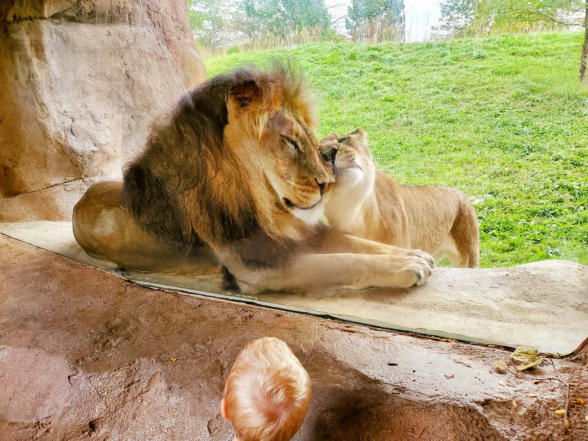 fortwaynezoo's tweet photo. You make my heart roar 🧡
📸Guest Tommy https://t.co/9E1wzsJOAJ
