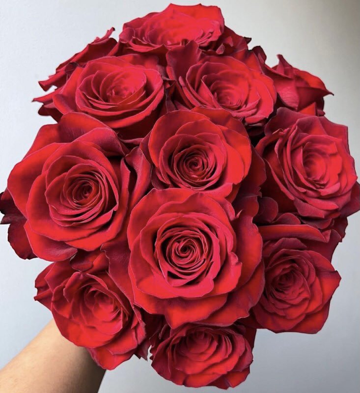 A happy St. Valentine's to everyone today. Un Feliz Día de San Valentín Para todo hoy.
.
#HappyValentinesDay #ValentinesDay2023, #Valentinestoday, #Rosesfloreselmoralfarm, #alstroemeriasfloreselmoralfarm, #flowersofColombia #flowersofvalebtinesday