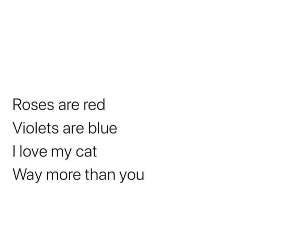 Soon2BeCatLady (@soon2becatlady) on Twitter photo 