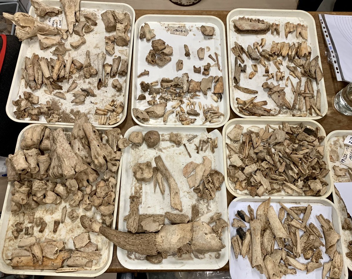Zooarchaeological study of the 2022 season material in full swing by our phenomenal specialist <a href="/dr_bone_lady/">Angela Trentacoste</a> 🙏 here you see just one context from the Macellum area!