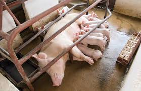mother pigs sing to their young while nursing..it makes this picture beyond heartbreaking.. #govegan #endspeciesism #vegans #veganism #veganforthem #vegan #pigs