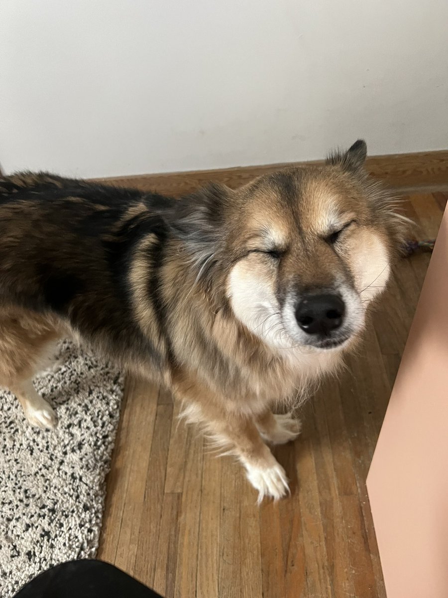 koalafication16's tweet photo. @MrsDrLupo Jax says happy birthday! https://t.co/sn1uSBTenT