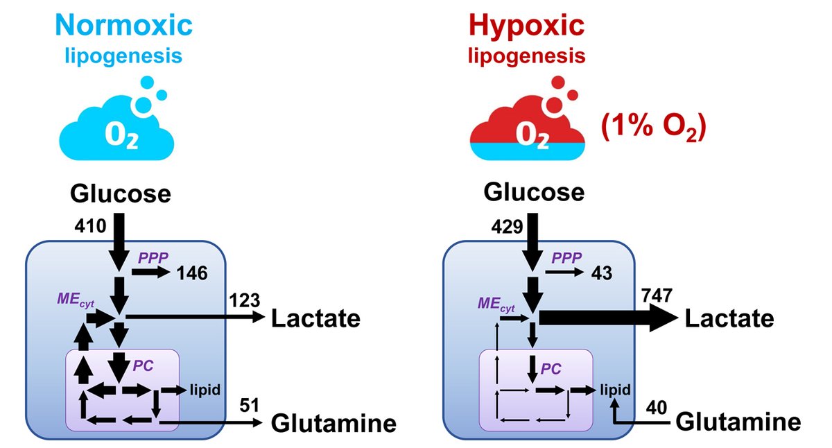 AntoniewiczLab's tweet image. 13C Metabolic flux analysis of 3T3-L1 adipocytes illuminates its core metabolism under hypoxia doi.org/10.1016/j.ymbe…. Hypoxia reduces biosynthesis of mono-unsaturated fatty acids and odd-chain fatty acids from catabolism of branched chain amino acids. #flux #BCAA #metabolism