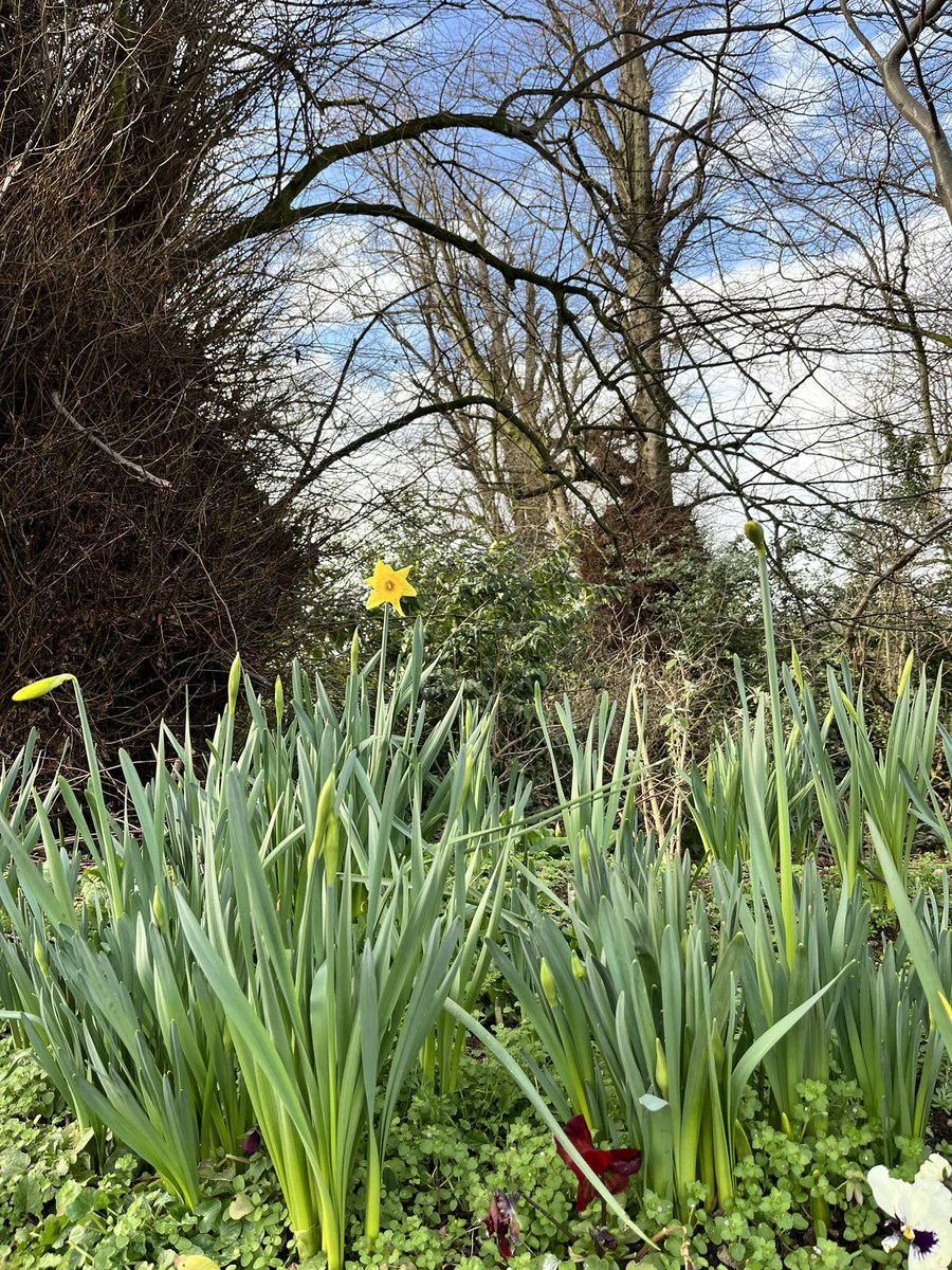 #Daffodil #winterwalk #springiscoming #signsofspring 🌼💚🏴󠁧󠁢󠁷󠁬󠁳󠁿