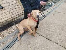 We have called this little poppet April,ound straying and taken to the Pound where she had served her time...no one came forward to claim her..less than a year old. ..another tragic tale of an unwante dog.We are pleased to say she will be arriving tomorrow!