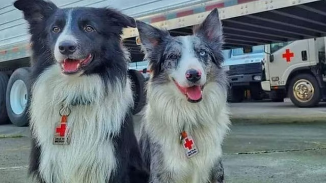 QueSeArma_'s tweet photo. Mujer argentina se queja de que los perritos rescatistas sean tan populares y llama ególatras a los mexicanos

“Ustedes no están ahí para ser héroes, ustedes están ahí para ayudar a la gente de Turquía. Egolatras.” https://t.co/VkJjgbT0bn