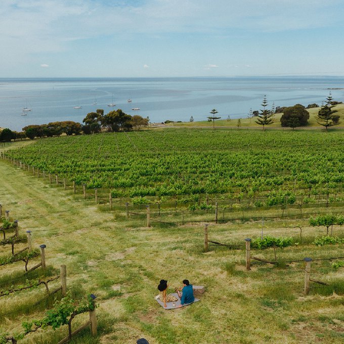 Another sip-erb day on #KangarooIsland&nbsp;🍇&nbsp;  Located just a short ferry ride from mainland @southaustralia<a href="/tag/kangarooisland"class="tags">#KangarooIsland</a><a href="/tag/comeandsaygday"class="tags"><span>#comeandsaygday</span></a><a href="/tag/seeaustralian"class="tags"><span>#seeaustralian</span></a>