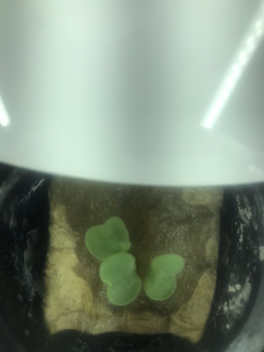 STEAM@BCSS tweet media