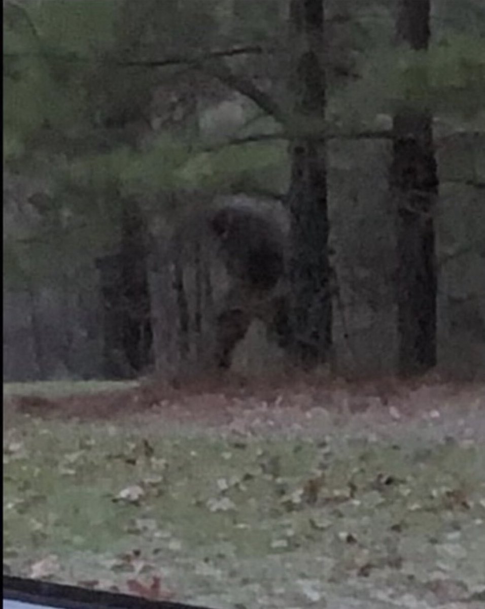 A listener sent this to us on the holophone. Taken from a trail cam in South Georgia. Thoughts? #bigfoot #bigfootsighting #sasquatch @CliffBarackman @squatcher @AuthorRonny