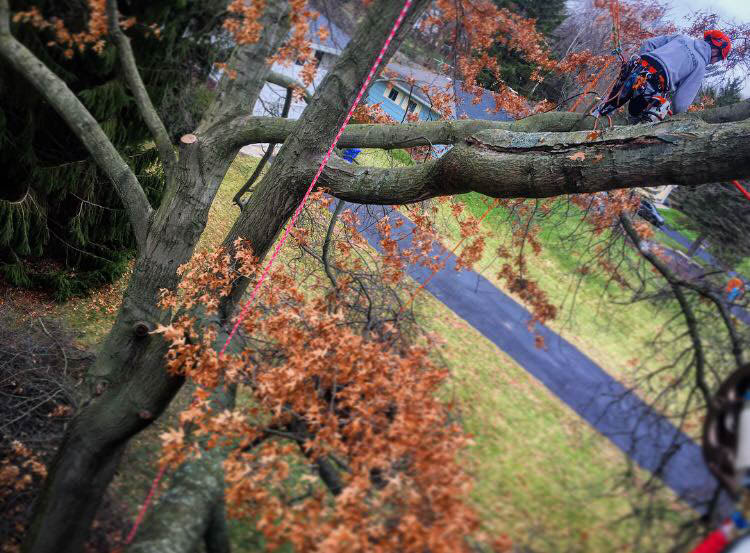 MLtreeservice's tweet image. No matter what service you are looking for, we guarantee that we will exceed your expectations and ensure your satisfaction with our tree services. Call us today to book an appointment! 
 
#MLTreeService #TreeCutting bit.ly/3FerNrc