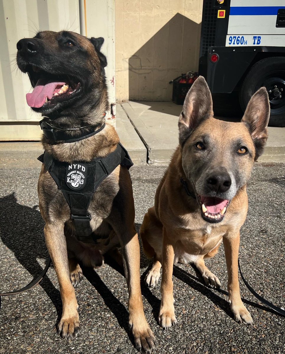 Happy MALentine’s Day! Love Zada and Gunny 💌🥰 <a href="/NYPDTransit/">NYPD Chief of Transit</a> <a href="/NYPDnews/">NYPD NEWS</a> <a href="/k9_retired/">Retired Police Canine Foundation</a>