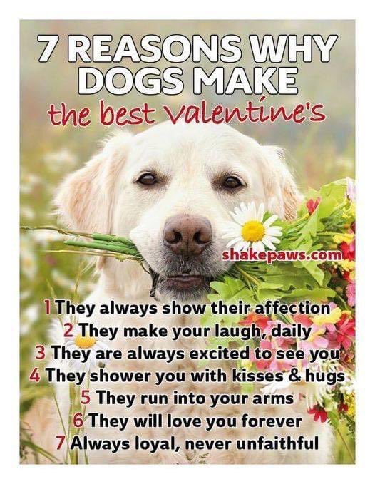 Happy Valentines Day! 💘🐾❤️ #helpozegadogs #RescueDogs #lovedogs #adoptdontshop #rescuepups #valentines2023 #doglovers #dogrescue #perfectlove