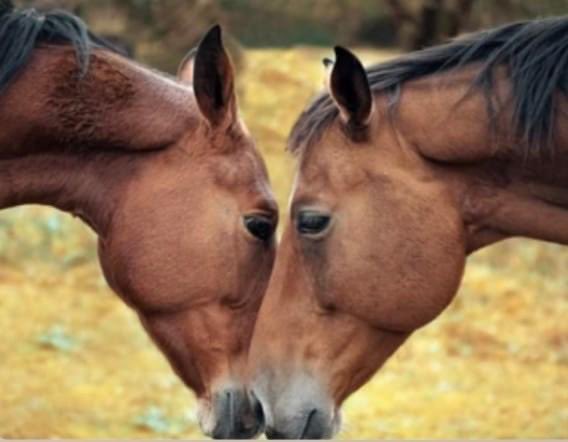 There's a lot of love at New Forest Marathon HQ so thought we'd share it with you by creating a one off Valentines discount code! 

'ONELOVE'

For 10% off entry

The 'ONELOVE' discount valid until midnight Sunday 19th February! 

newforestmarathon.co.uk

#morethanjustamarathon