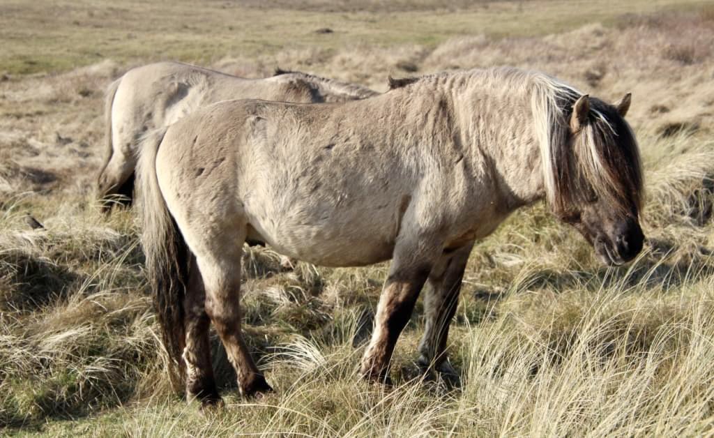 Konikpaarden gespot in de Slufter op Texel