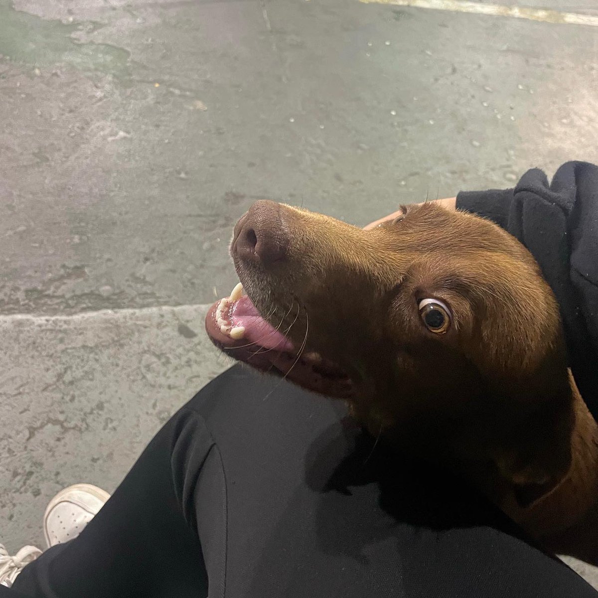 Under a bench is not where dogs are supposed to be, and we are so grateful one of our rescuers found him. We named him Maximus. Injured leg &amp; heart worm positive. The vet bills are piling up. Can u show the love for Maximus today? Happy #ValentinesDay ❤️ allsatorescue.org/help/