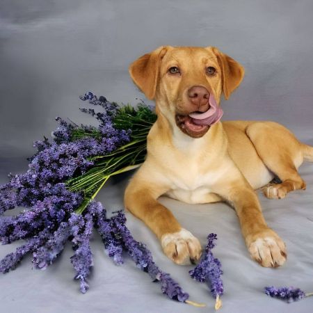 adopt_a_dog_bot's tweet photo. Madeline is a dynamic sister, who can be found near Hastings, MN! Madeline is a Yellow Labrador Retriever, who is career oriented, and will have time for you after 6pm. #YellowLabradorRetriever #dogsoftwitter #rescue #adopt #dog #Hastings #Minnesota #MN https://t.co/PVK5wEYj9G https://t.co/xNl974XdFj