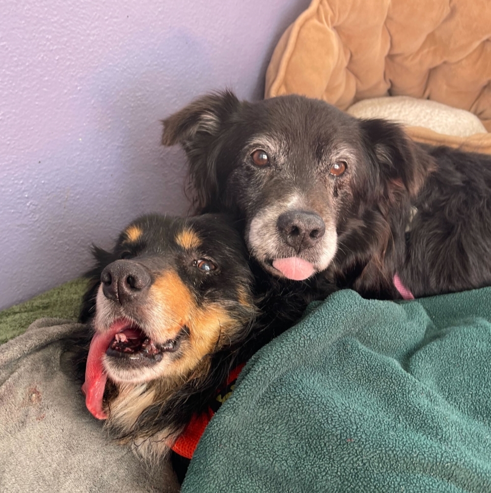 Muttville's tweet image. Ruby &amp;amp; Sophie came in together after their guardian passed -- and they're showing who's their true #Valentine 💘💘 #AvailableSoon Muttville.org
#Adopt #seniordogs #labrador #ValentinesDay2023