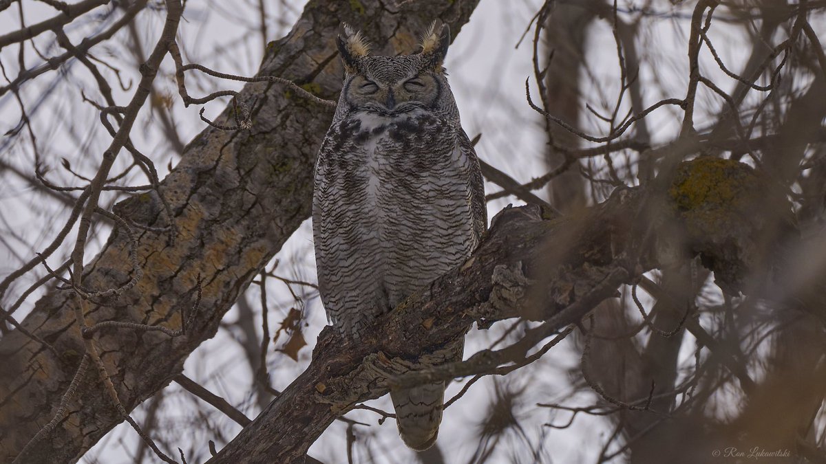 rluka's tweet photo. Great Horned Owl https://t.co/cYJeFnyMgk
