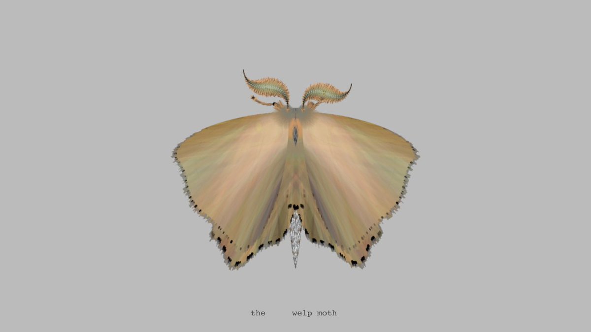 moth generator tweet media