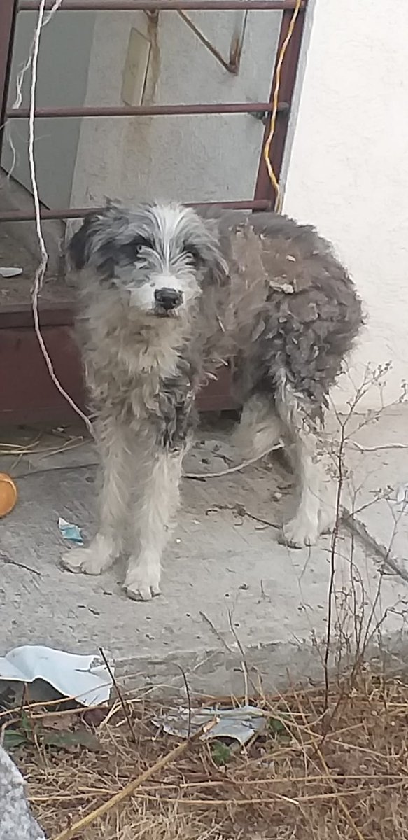 Alguien puede ayudar en este caso, lo dejaron abandonado en una casa del conjunto Cuma en Zumpango, Estado de México, está en  los huesos, apenas se dio cuenta la vecina y no sabe desde cuando no comía, urge sacarlo ya que solo le están aventando algo de alimento !!