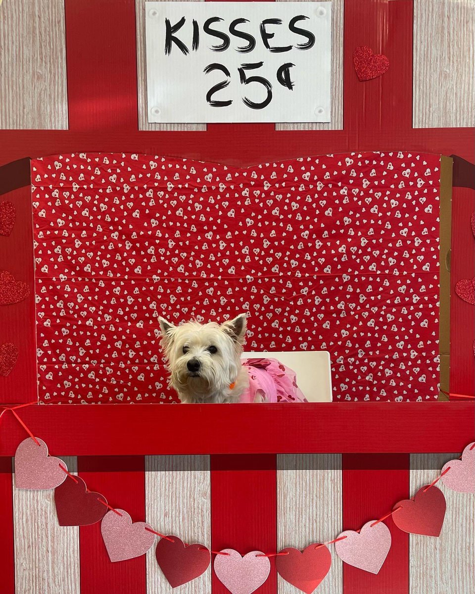 Hanging out in the kissing booth. #westie #westiegram #westiemoments #westielife #westielove #westies #westiesofinstagram #westiesarethebest #westiesofig #westiesarethebesties #westiesarebesties #kissingbooth #3_westie_besties