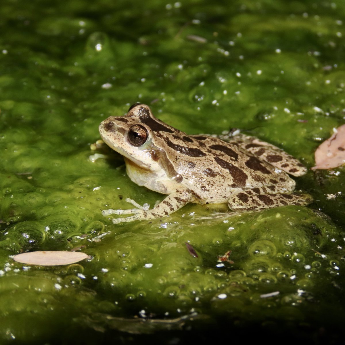 mtbogan's tweet photo. Please take a moment to enjoy some lovely treefrogs (Pseudacris hypochondriaca) and their eggs that I saw last week in the Sierra de la Laguna, Baja California Sur, MX #treefrogtuesday https://t.co/9a6020qmNN