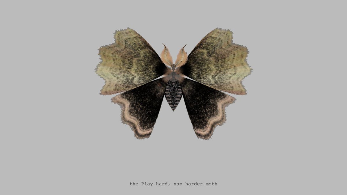 moth generator tweet media