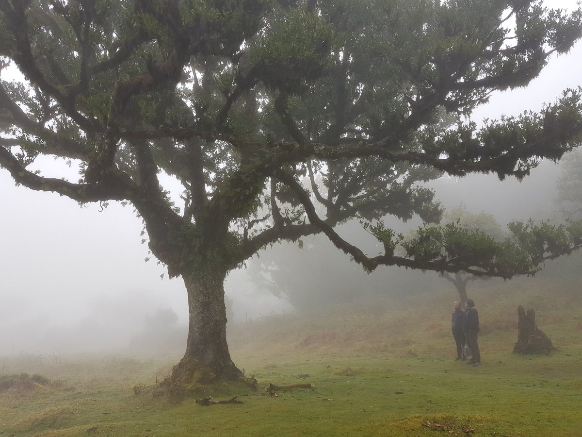 OurMadeira's tweet photo. Fanal is simply magic... https://t.co/wkdDWElvfd