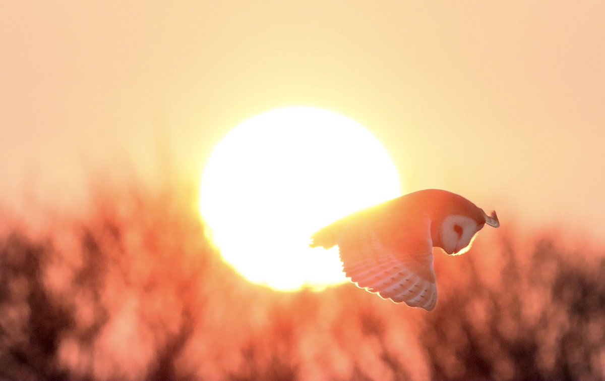 Don’t you just hate it when you try to get a photo of the sunset and a Barn Owl gets in the way. 

#barnowl #TwitterNatureCommunity #birds #wildlifephotography #photography #BBCWildlifePOTD