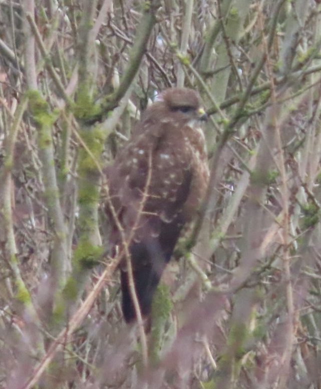 Jon Belcher tweet media