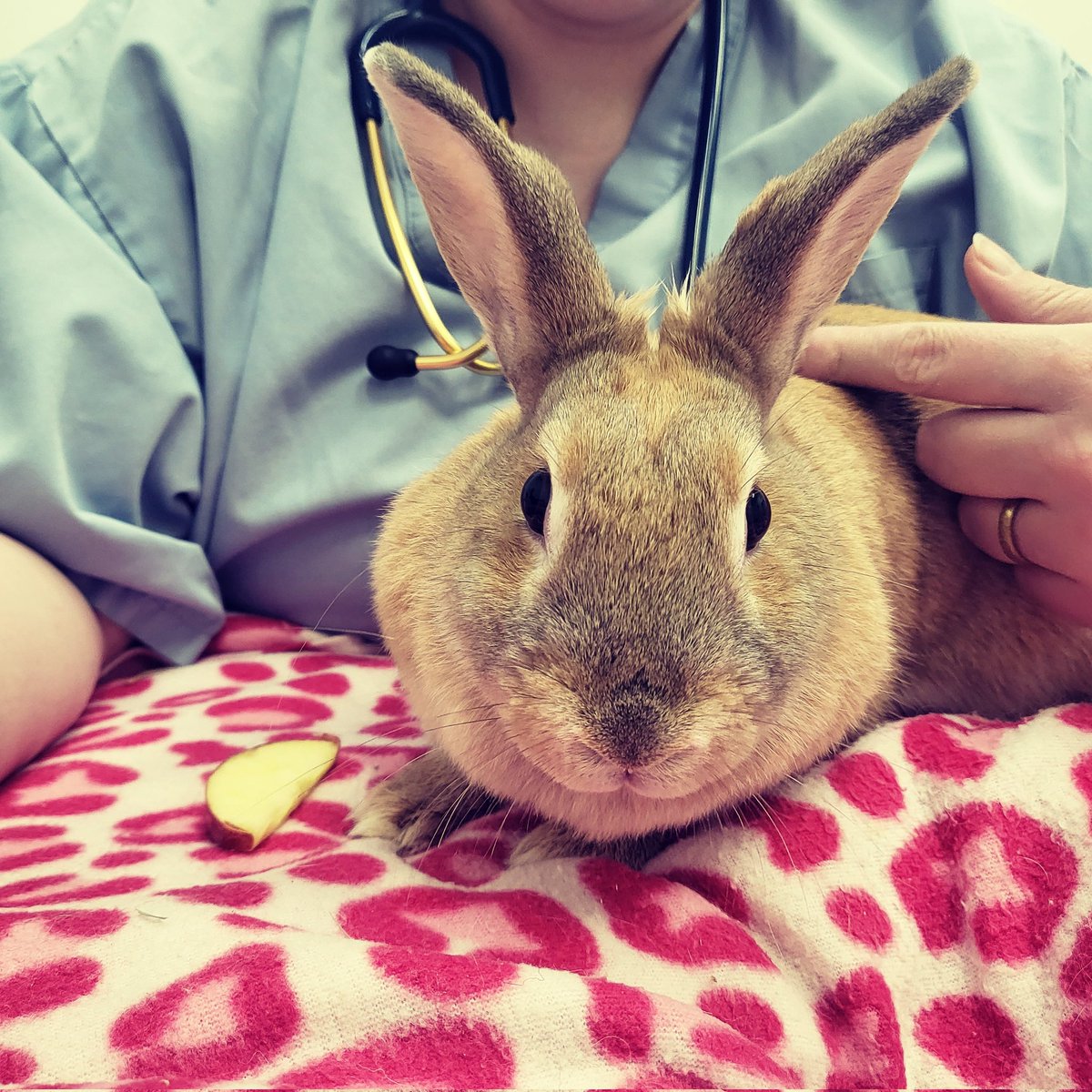 🌟 Patient of the Day 🌟

Primrose!

Her dedicated owner bought her to see us for investigation of a loud heart murmur. Small Animal cardio is not just for cats &amp; dogs!

Watch this space for an update on our findings!

#vetcardio #hscardiology