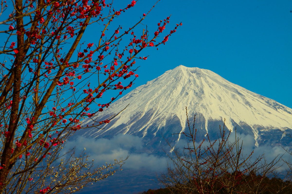 梅と富士山 ＃富士山