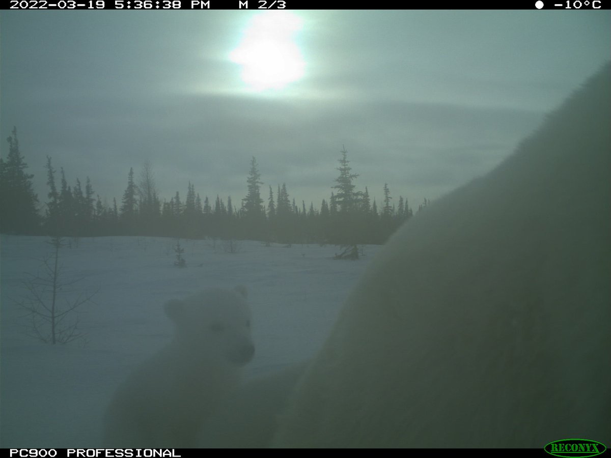 grizzlygirl87's tweet photo. Two wee little polar bear babies behind mum's bum

#PolarBear #TrailCameraTuesday #WapuskNationalPark #ArcticWildlife https://t.co/tp0eY4l1IO