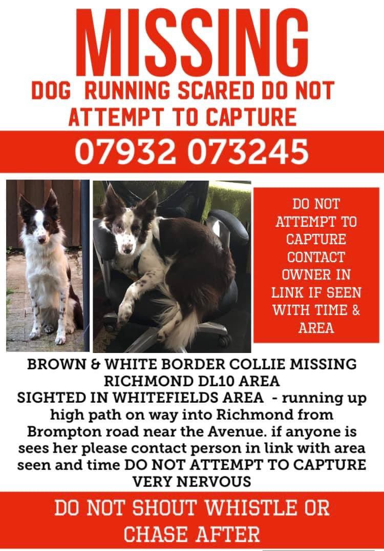 colliesontherun's tweet photo. BROWN & WHITE #BORDERCOLLIE MISSING #RICHMOND #DL20
❌ LATEST SIGHTING IN #WHITEFIELDS AREA ❌
spotted running up high path on way into Richmond from Brompton road near the Avenue..owner is out looking for her she is very nervous please
🚨do not attempt to capture she will
RUN https://t.co/RC6bSAZfwk