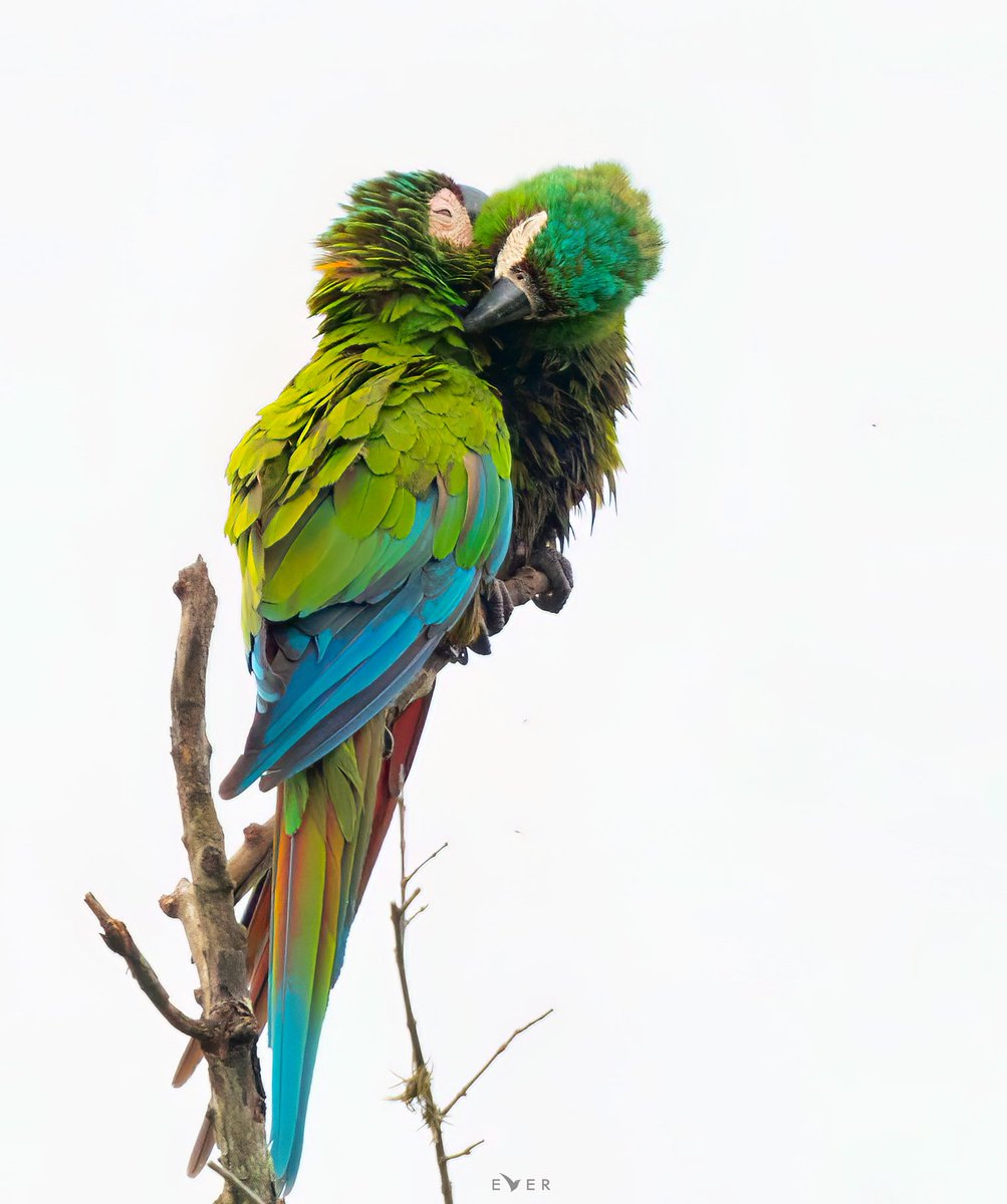 fajadardo's tweet photo. Feliz día de San Valentín 💚
#ValentinesDay #SanValentin2023 #birdphotography https://t.co/2mGjAbcY2K