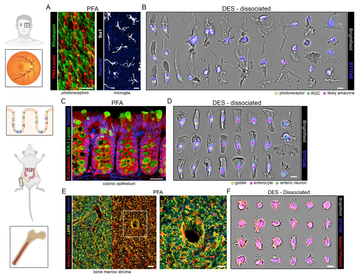 sfortma2's tweet image. We show that ultrasonic dissociation of DES-fixed tissues preserves textbook-like cellular morphology! Here we compare #confocal immunofluorescence in PFA-fixed tissues to dissociated DES-fixed cells using #imagestream. This included my favorite tissue: #retina 4/12