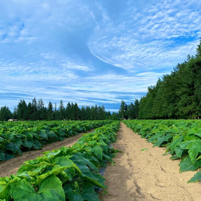 CityofSurrey's tweet photo. Media Release: Surrey City Council has voted to support the addition of 89 hectares of active farmland to the Agricultural Land Reserve (ALR).

Read more: