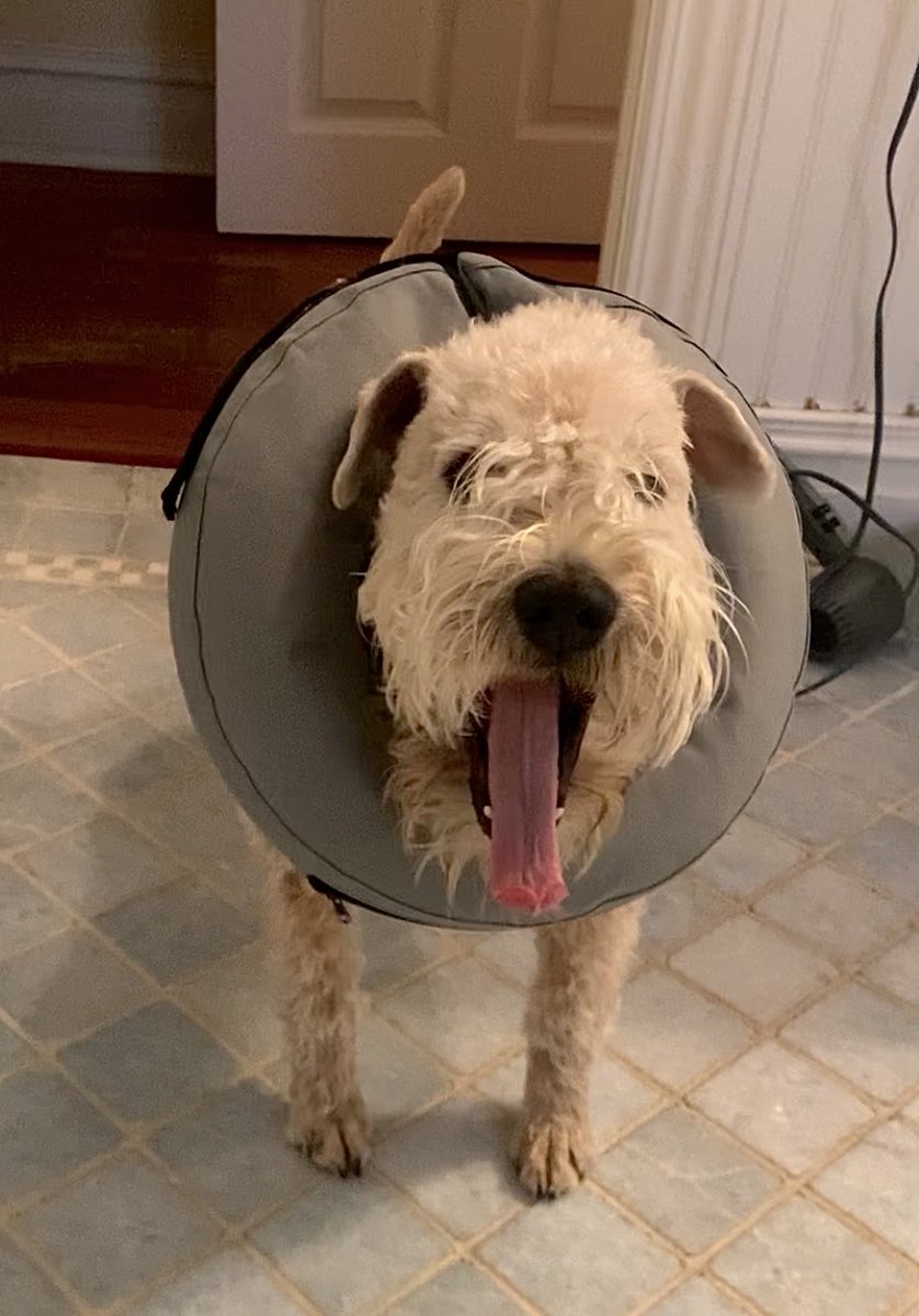 I almost forgot!! Happy TOT!  Statement Necklace has competition from my tongue!
😛HaHaHaHaHaHaHa😛
#wheatenterrier #TOT #dogsoftwitter #statementnecklace