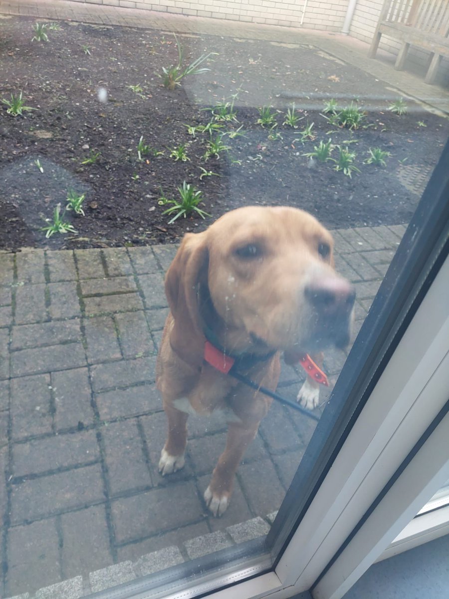 gardainfo's tweet photo. This nice guy was located near Blackwood, Robertstown Co. Kildare earlier this evening and is now chilling out at Naas Garda Station. 

If he is yours or you recognise him as a neighbours please get in touch on (045) 884 300.

#HereToHelp https://t.co/xmPWKzkVfP